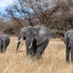 A group of elephants walking on the dry grass in the wilderness